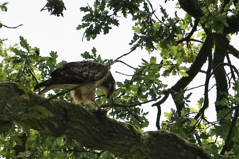 bdBuizerd 3.JPG - In en om Arnhem 